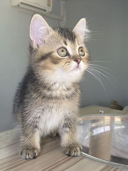 ดญ สก็อตติช 2เดือนพร้อมย้าย รูปที่ 5