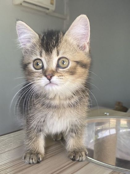 ดญ สก็อตติช 2เดือนพร้อมย้าย