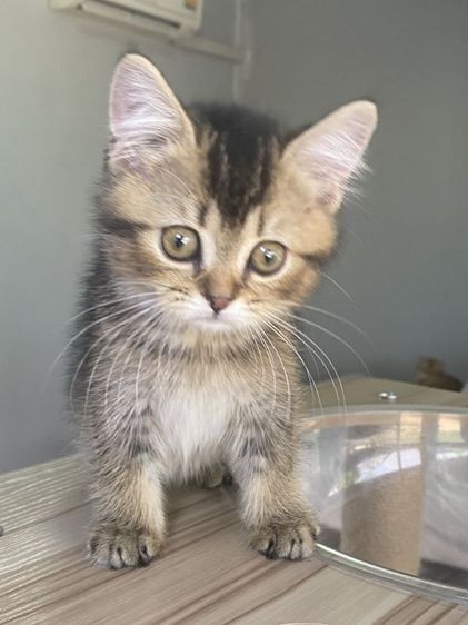 ดญ สก็อตติช 2เดือนพร้อมย้าย รูปที่ 9