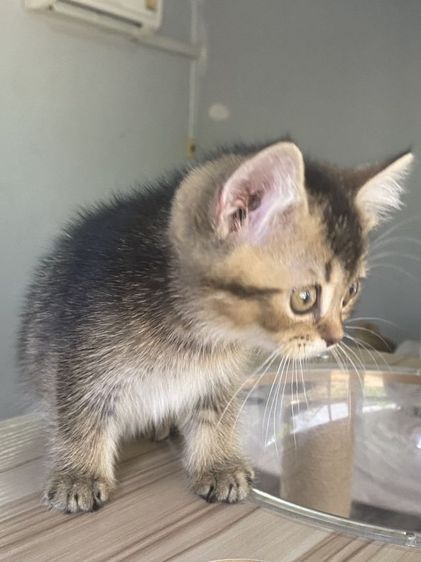 ดญ สก็อตติช 2เดือนพร้อมย้าย รูปที่ 7