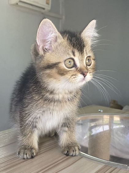 ดญ สก็อตติช 2เดือนพร้อมย้าย รูปที่ 6