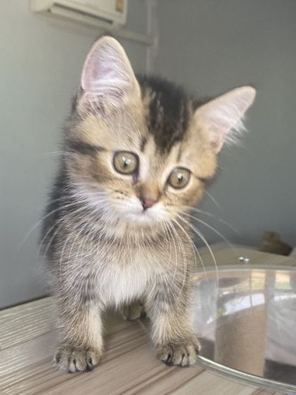 ดญ สก็อตติช 2เดือนพร้อมย้าย รูปที่ 10