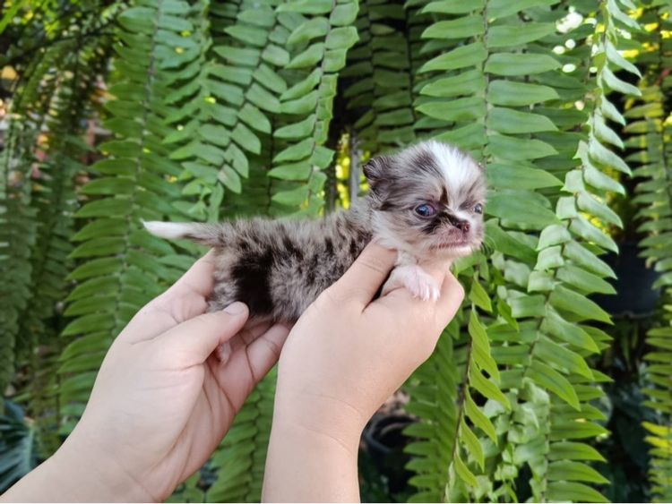 ชิวาว่า รูปที่ 4