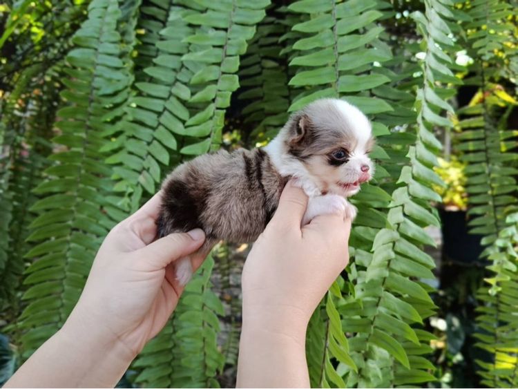 ชิวาว่า รูปที่ 3