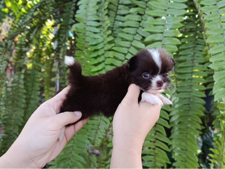 ชิวาว่า รูปที่ 2