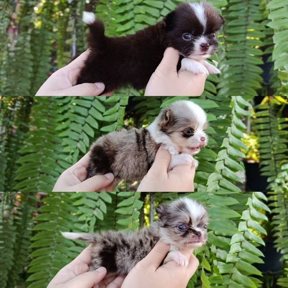 ชิวาว่า