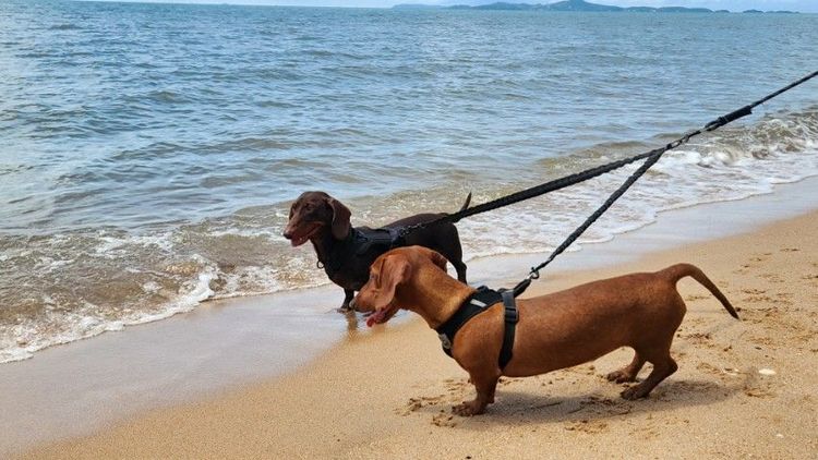 เปิดจองลูกดัชชุนเกิดวันทีา 14 ก.พ. 26 มีทั้ง ด.ช., ด.ญ. พ่อเเฮม เเม่เบค่อน สีตามภาพ อยู่ปทุมส่งได้จังหวัดไกล้เคียง โทร 0828658007 (ยุท)