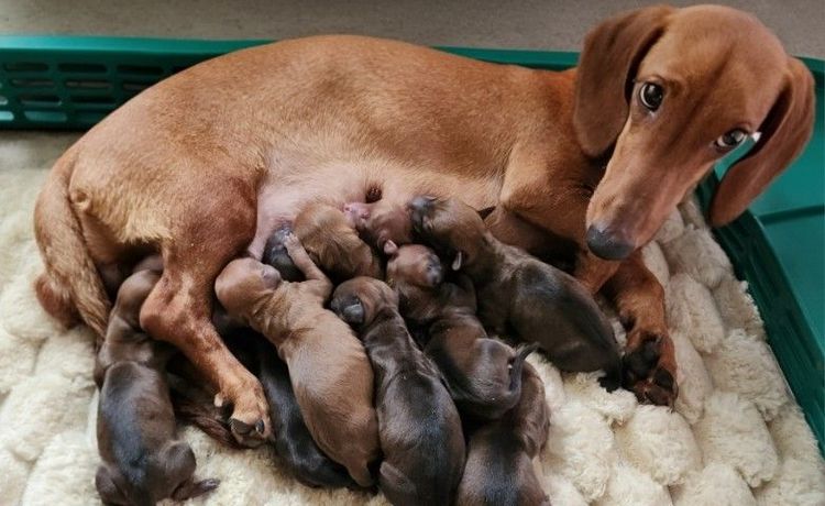 เปิดจองลูกดัชชุนเกิดวันทีา 14 ก.พ. 26 มีทั้ง ด.ช., ด.ญ. พ่อเเฮม เเม่เบค่อน สีตามภาพ อยู่ปทุมส่งได้จังหวัดไกล้เคียง โทร 0828658007 (ยุท) รูปที่ 2