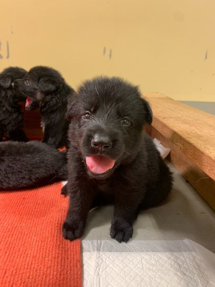 เยอรมันเชพเพิร์ด (German Shepherd) ใหญ่ ลูกสุนัขเยอรมันเชพเพิร์ด