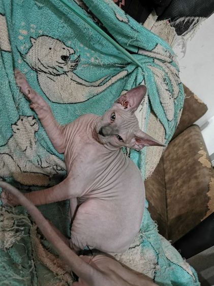 แมวสฟิงซ์​พร้อมย้ายบ้านจ้าาา​ ญ1ชาย3  สุขภาพ​แข็งแรง​ซนนิดๆขี้เล่นขี้อ้อน รูปที่ 3