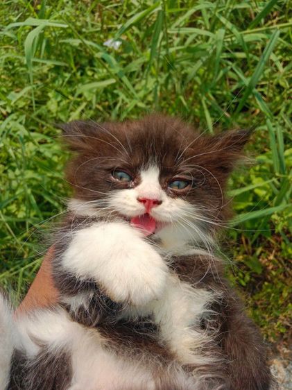 แมวเปอร์เซียแท้ เพศผู้ รูปที่ 2