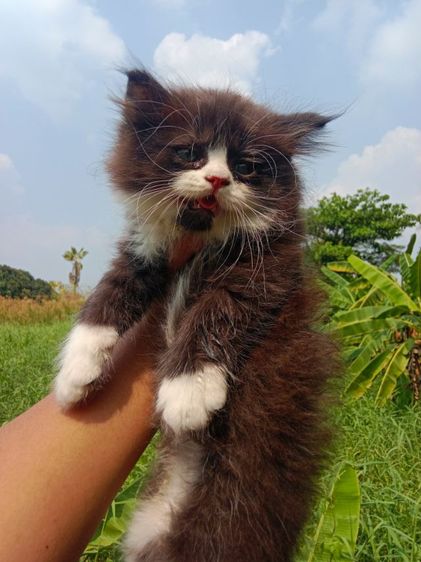 แมวเปอร์เซียแท้ เพศผู้ รูปที่ 3