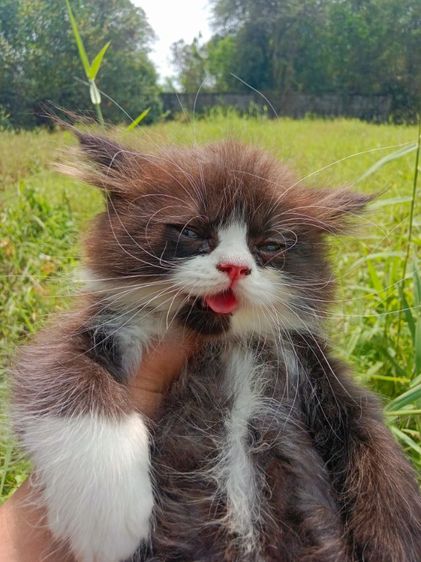 แมวเปอร์เซียแท้ เพศผู้ รูปที่ 5