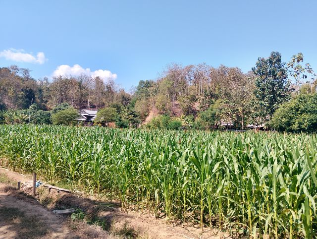 ขายที่ดิน บ้านทุ่งแพม รูปที่ 3