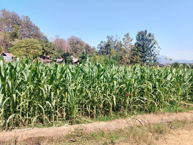 ขายที่ดิน บ้านทุ่งแพม รูปที่ 4