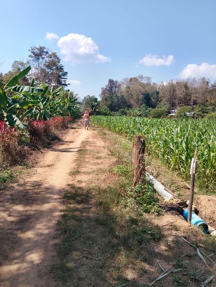 ขายที่ดิน บ้านทุ่งแพม