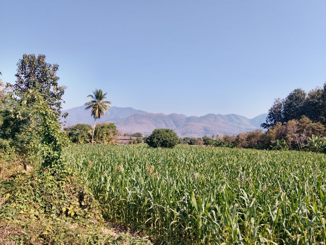 ขายที่ดิน บ้านทุ่งแพม รูปที่ 2