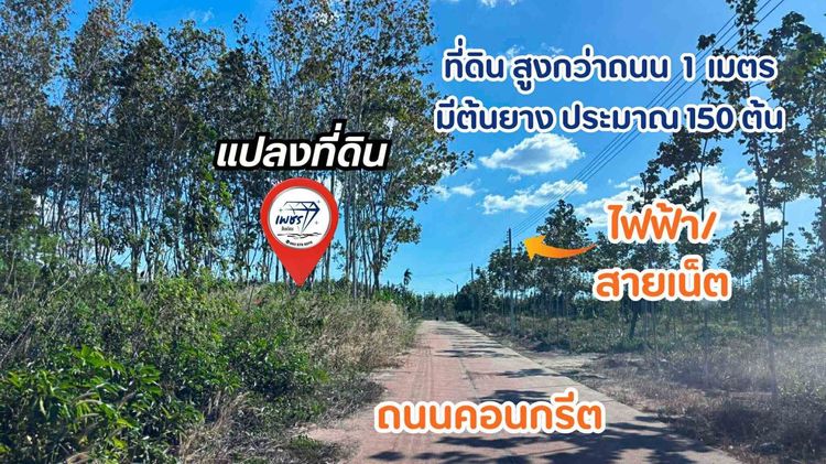 ที่ดินสวนยางพารา วิวเขา ทำเลดี ติดถนนคอนกรีต รูปที่ 3