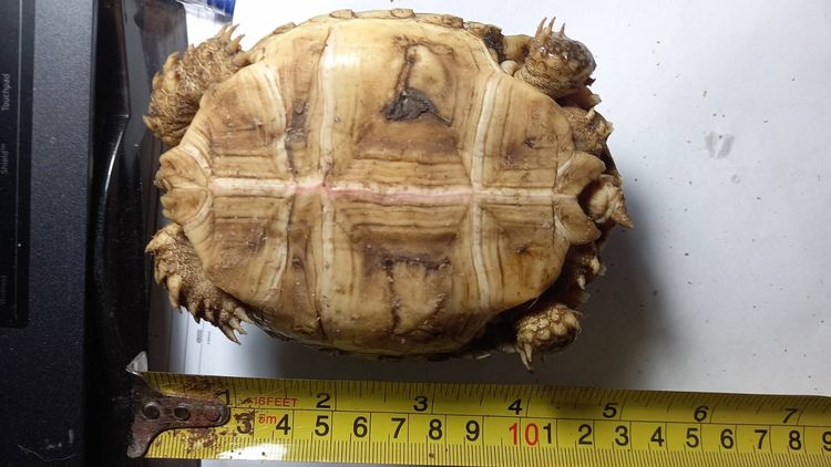 ลูกเต่าซูคาต้า  รถไฟฟ้า แจ้งวํฒนะ14 รูปที่ 3