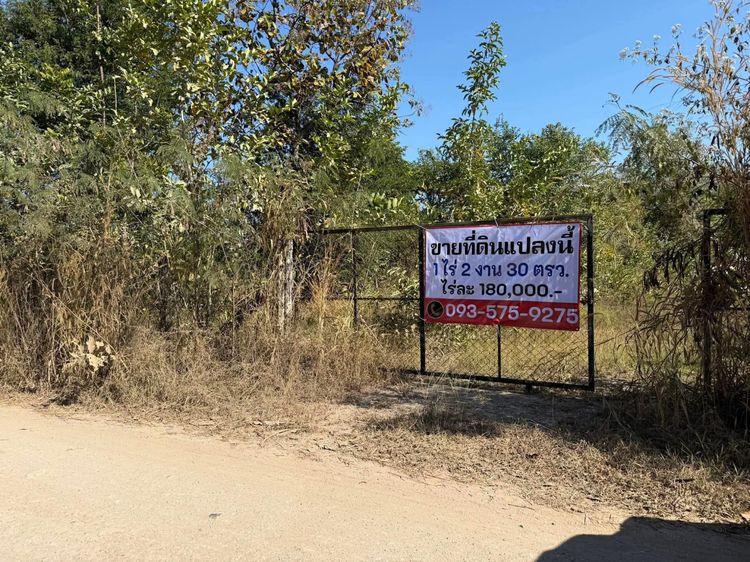 ที่ดินราคาถูก ทำเลดี ใกล้ถนนหลัก สูงกว่าถนน ห้ามพลาด รูปที่ 4