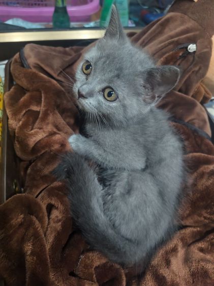 แมวบิชติสช็อตแฮร์ รูปที่ 3