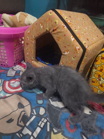 แมวบิชติสช็อตแฮร์ รูปที่ 6