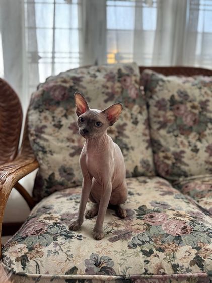 สฟิงค์ ขายาว หน้าไหม้