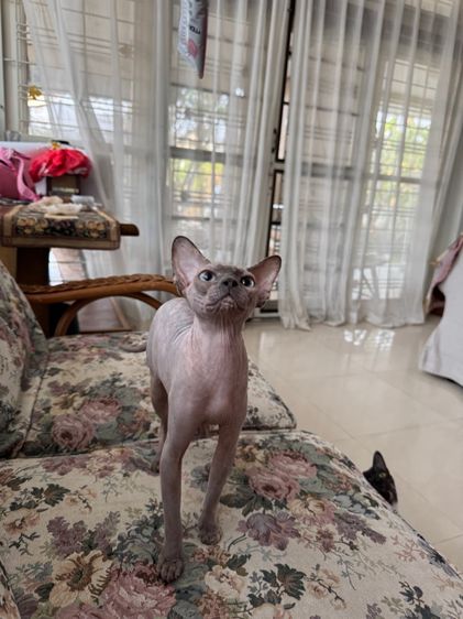 สฟิงค์ ขายาว หน้าไหม้ รูปที่ 6