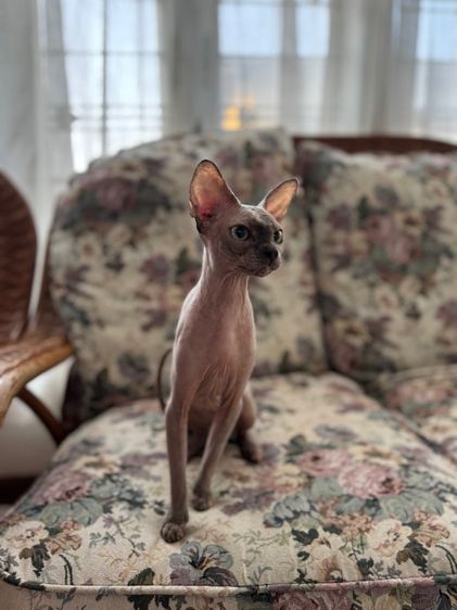 สฟิงค์ ขายาว หน้าไหม้ รูปที่ 2