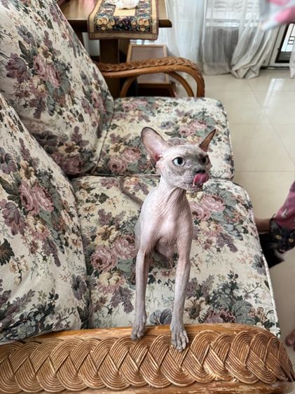 สฟิงค์ ขายาว หน้าไหม้ รูปที่ 7