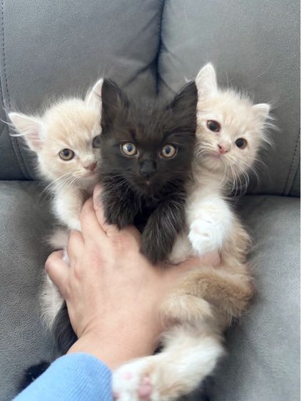 ลูกแมว รูปที่ 2