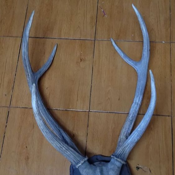 เขากว้างแท้ ขายคู่