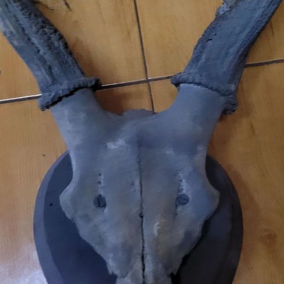 เขากว้างแท้ ขายคู่ รูปที่ 4