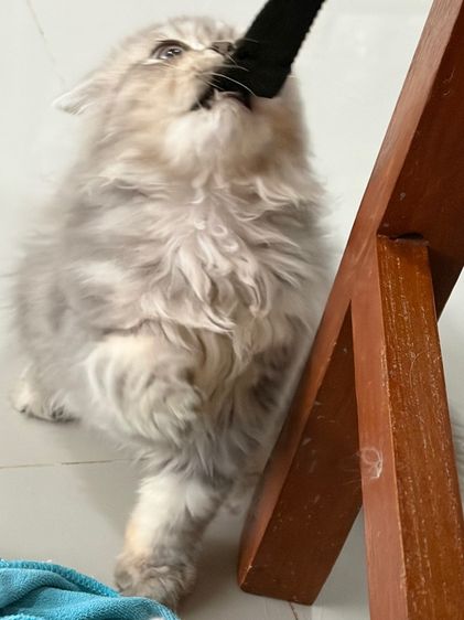 ขายแมวเปอร์เซียสีบลู รูปที่ 5