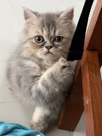 เปอร์เซีย (Persian) ขายแมวเปอร์เซียสีบลู