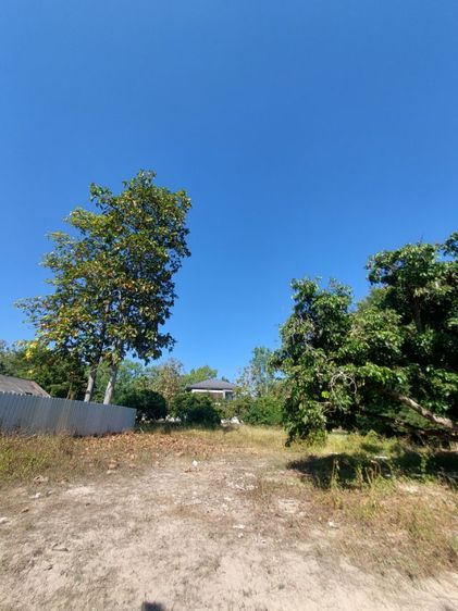 ใช่ สวนลำไย ใกล้โรงเรียน รูปที่ 3