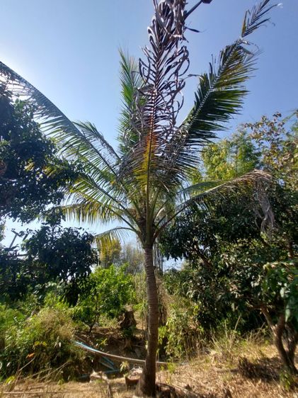 ใช่ ที่ดินสวนลำไย รูปที่ 2