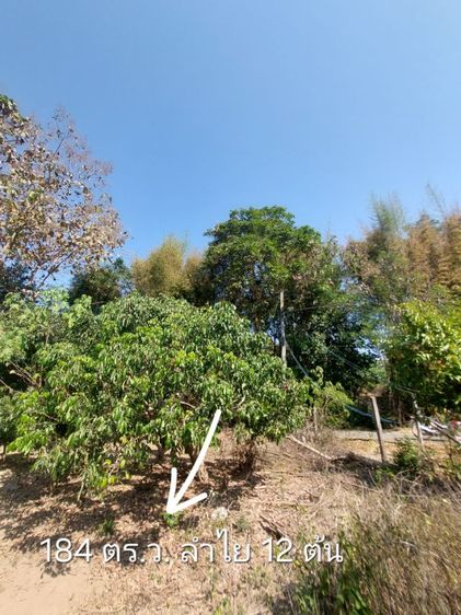 ที่ดินสวนลำไย