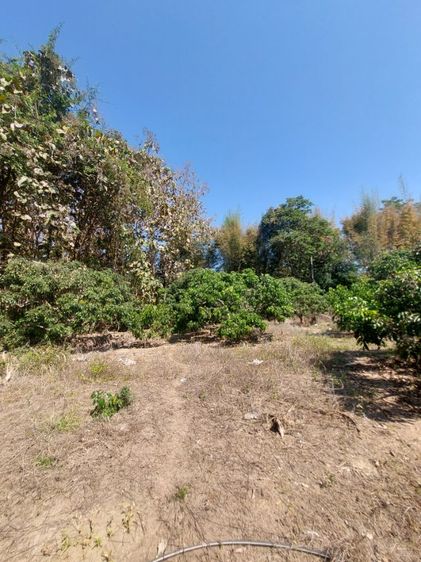 ใช่ ที่ดินสวนลำไย รูปที่ 3