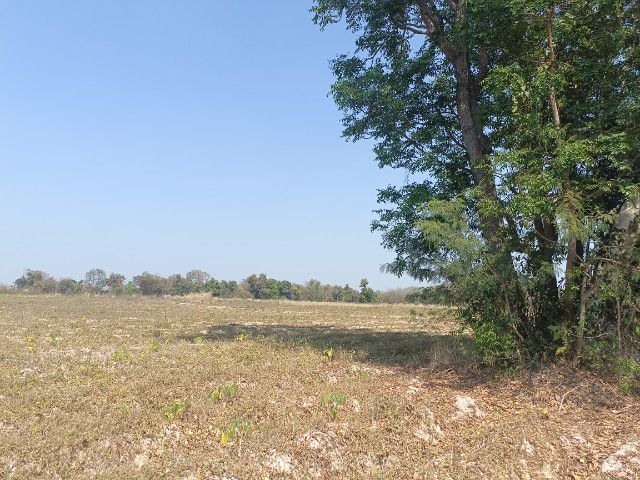 ใช่ ขายที่ดินมี40ไร่ราคาไร่ล่ะ160000บาทที่ดินยุตำบลบ้านฝาง อ.สระใคร จ.หนองคาย43100บรรยากาศดีมากเหมาะทำธุกิจหลายอย่างมีสระน้ำแถมให้มีปลาด้วยค่ะแถมเถียงนาด้วยค่ะ รูปที่ 2