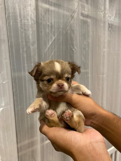 ชิวาว่าขนยาว รูปที่ 2