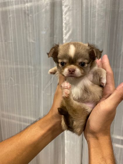 ชิวาว่าขนยาว รูปที่ 4