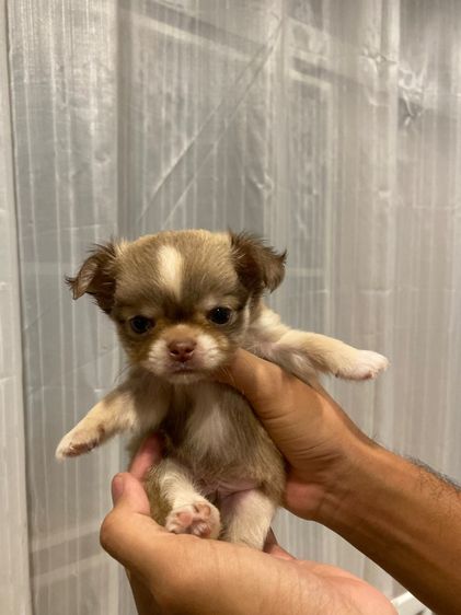 ชิวาว่าขนยาว รูปที่ 3