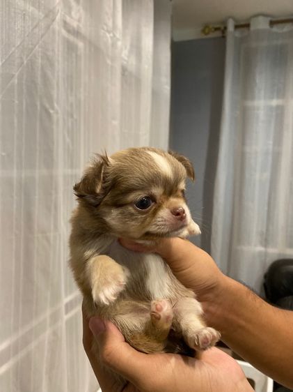 ชิวาว่าขนยาว รูปที่ 5