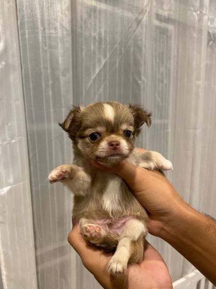 ชิวาวา (Chihuahua) เล็ก ชิวาว่าขนยาว