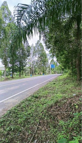 ที่ดินพร้อมสวน  รูปที่ 2