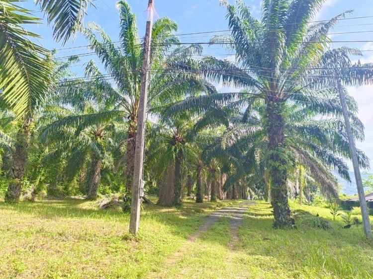 ที่ดินพร้อมสวน  รูปที่ 4