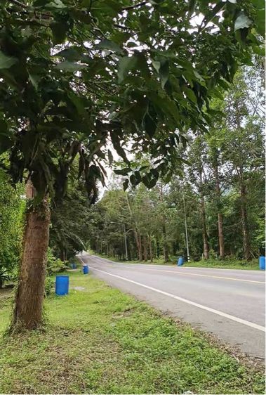 ที่ดินพร้อมสวน  รูปที่ 3