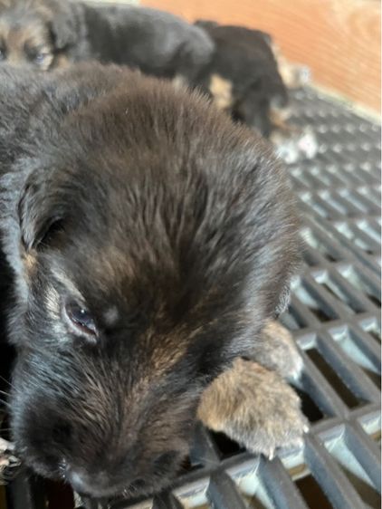 ลูกสุนัขเยอรมันเชพเพิร์ด แท้ รูปที่ 2