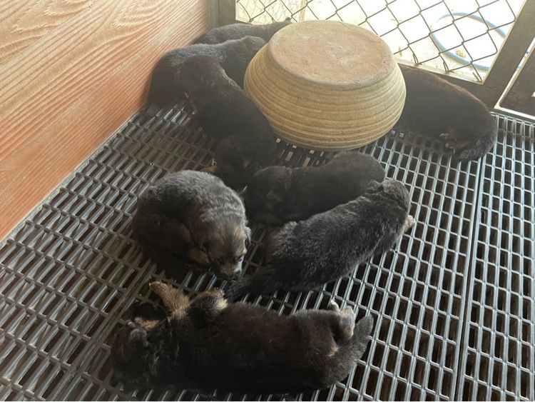 ลูกสุนัขเยอรมันเชพเพิร์ด แท้ รูปที่ 4